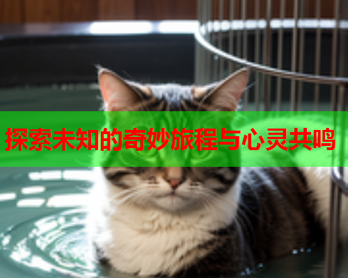 探索未知的奇妙旅程与心灵共鸣  第2张